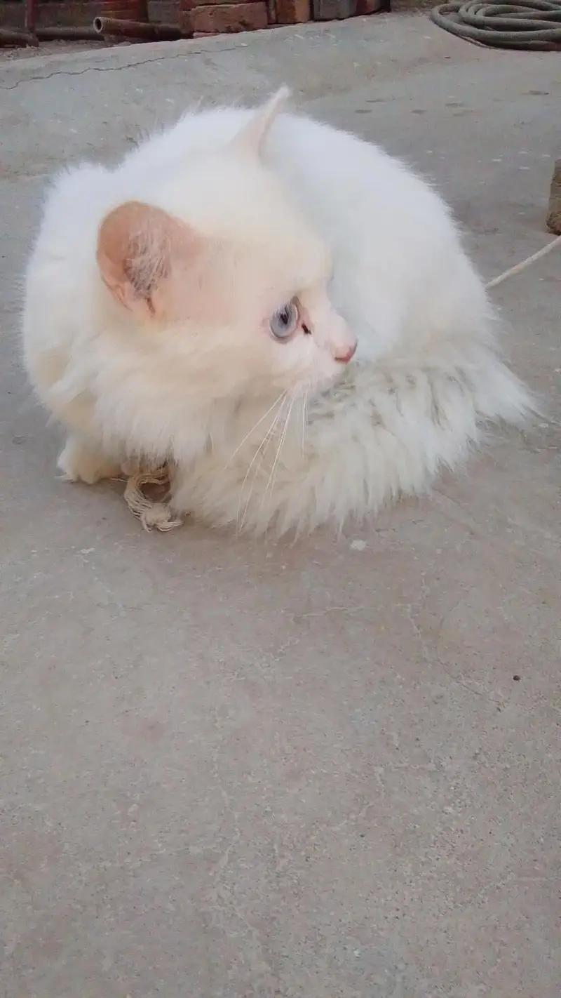 White Persian Female - Double Coat Blue Eyes - Active Healthy — photo 3