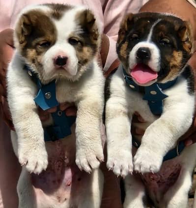​Top Quality King Alabai Puppies Pair - 2 Months Old