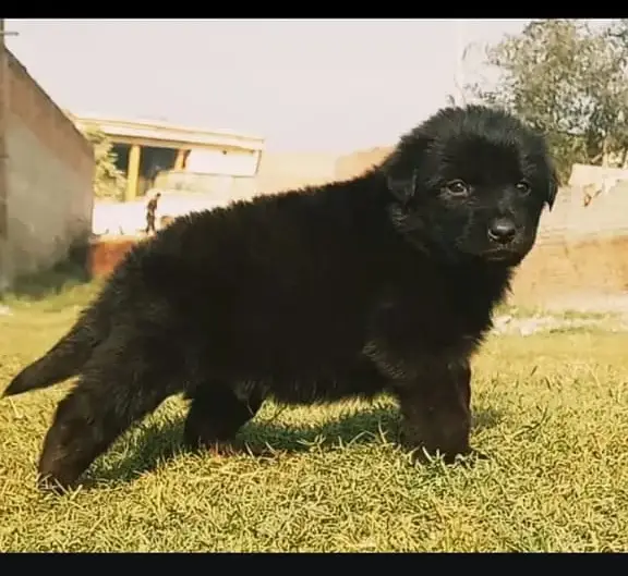 Black German Shepherd male dog for sale — photo 2