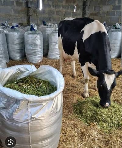 Maize Silage (Spring)