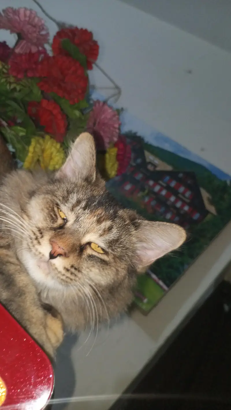 tabby persian cat for sale — photo 2