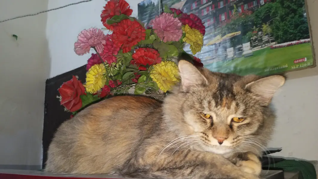 tabby persian cat for sale — photo 3