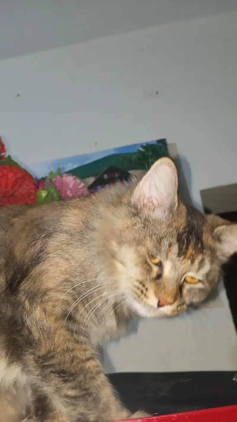 tabby persian cat for sale — photo 4
