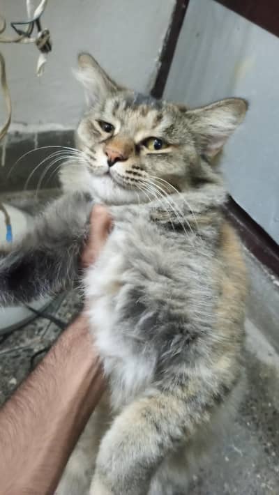 tabby persian cat for sale
