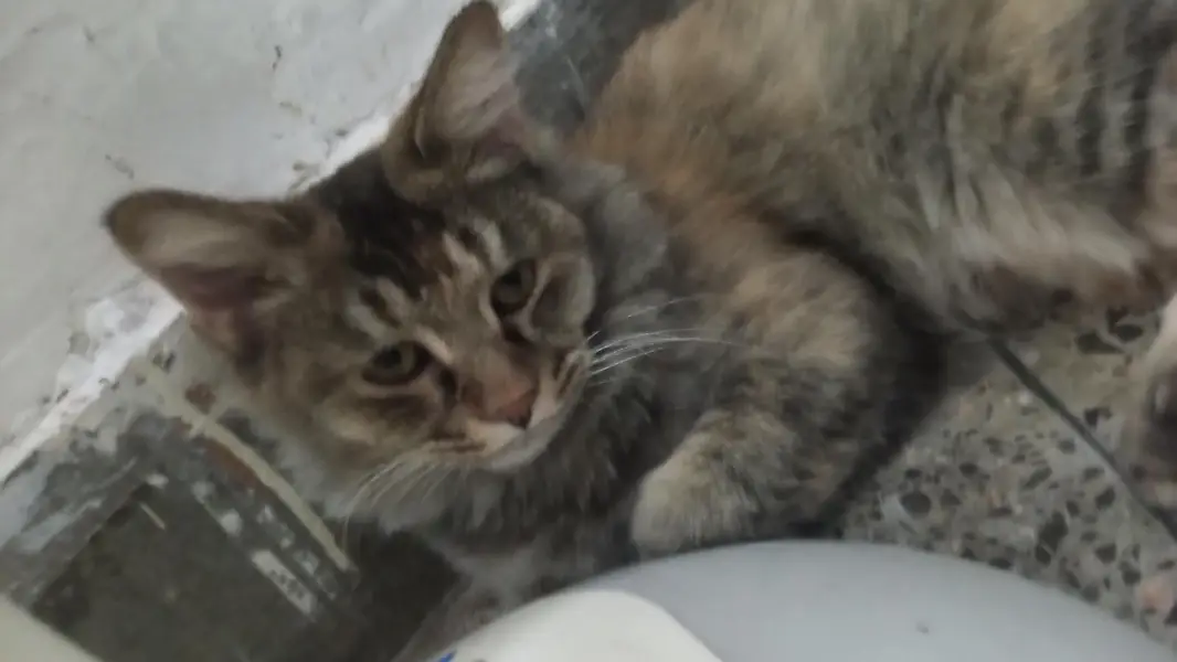 tabby persian cat for sale — photo 5