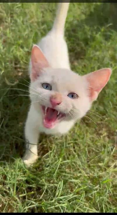 white persian kitten with blue eyes  5 months old