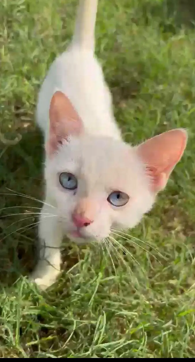 white persian kitten with blue eyes  5 months old — photo 2