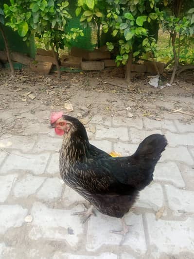Desi Hens for Sale – Desi Eggs Laying Hens