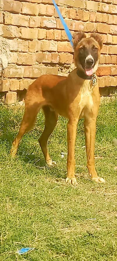 kangal | kurdish kangal | Turkish kangal dog |security dog