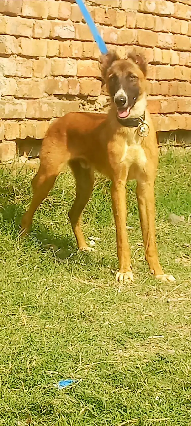 kangal | kurdish kangal | Turkish kangal dog |security dog — photo 2