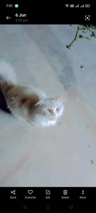 parsian cat male urgent sale (matting service available odd eyes male)