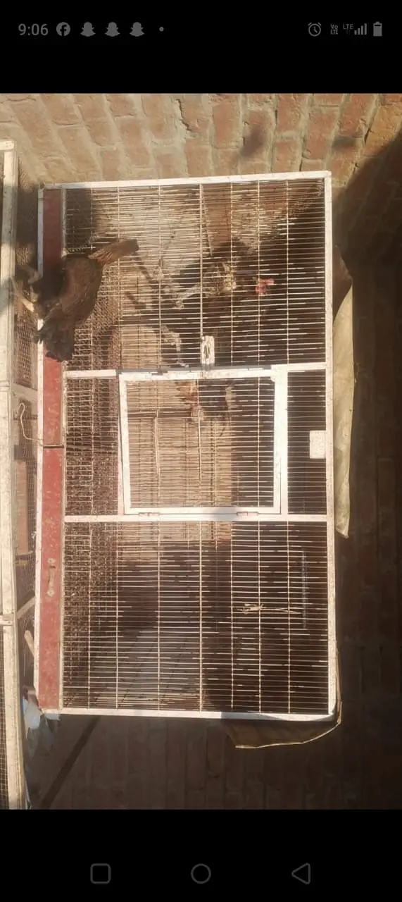 Hens Cages Murgi Cages Bird Cages — photo 3