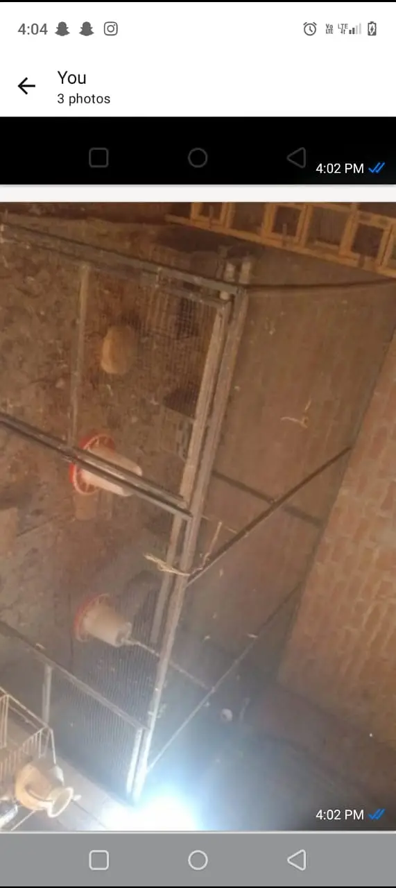 Hens Cages Murgi Cages Bird Cages — photo 5