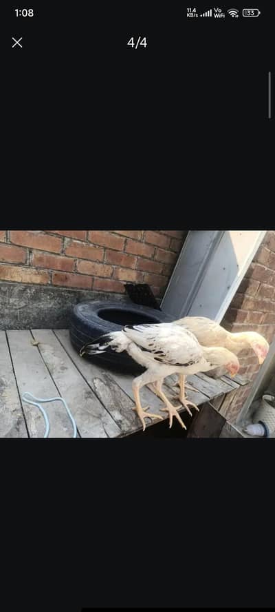 for sale pair pure aseel 03058817596