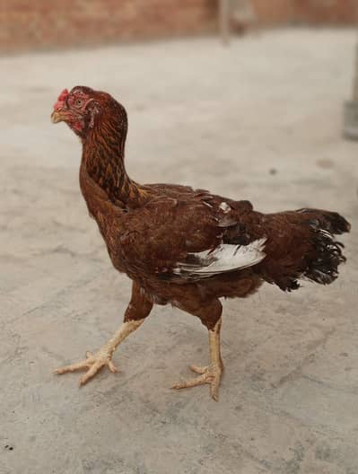 Aseel Hen