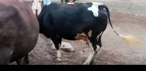 cow female