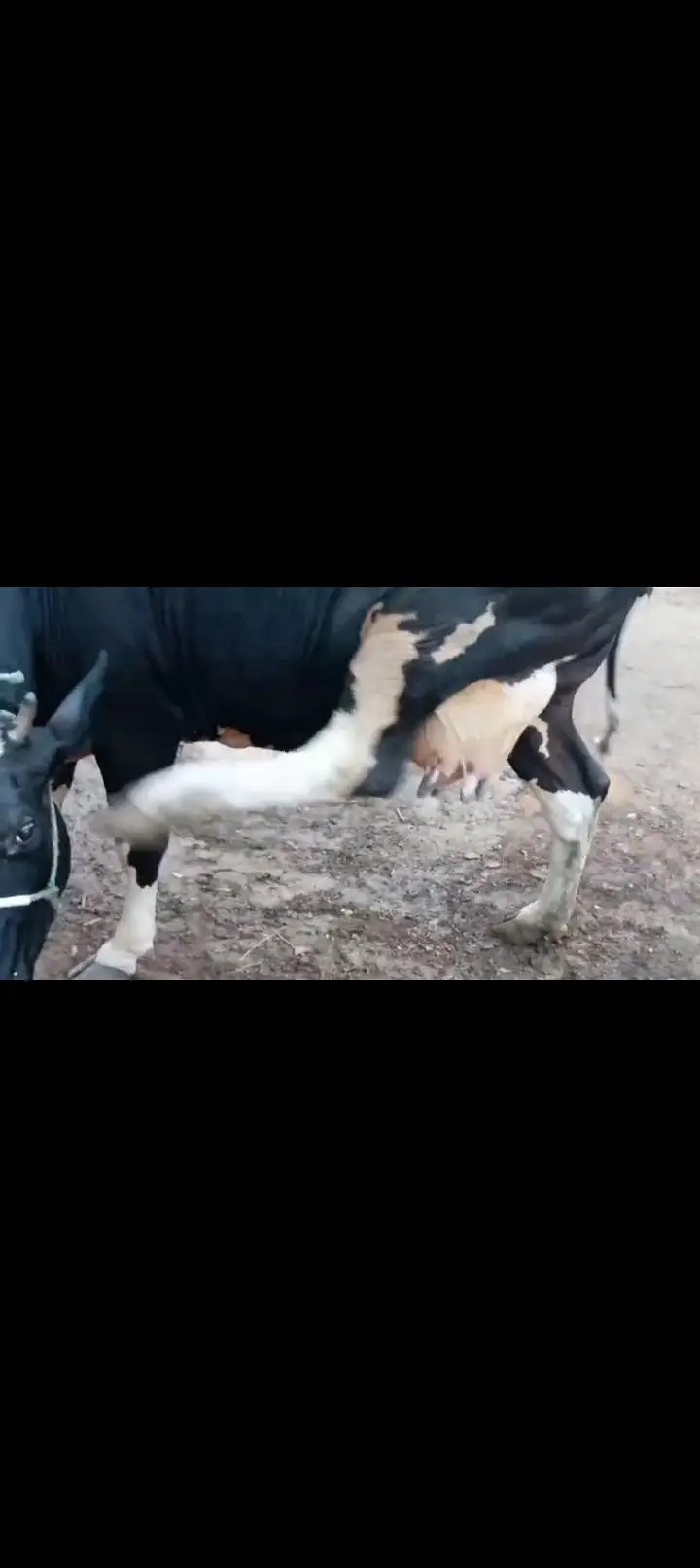 cow female — photo 2