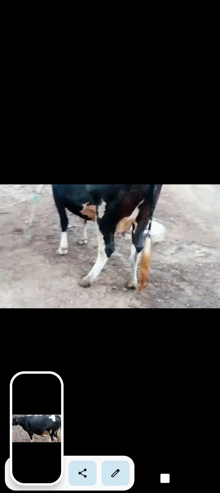 cow female — photo 3
