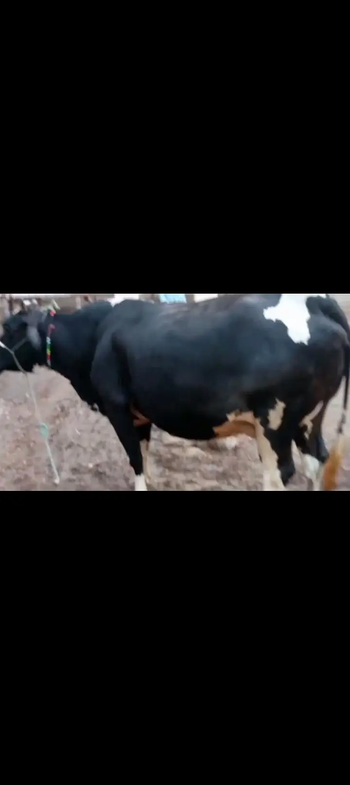 cow female — photo 4