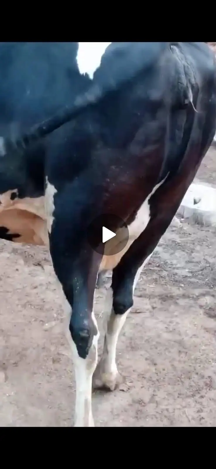 cow female — photo 5