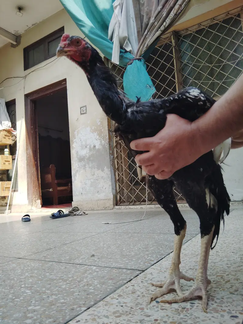black Samo phata adalt h — photo 2