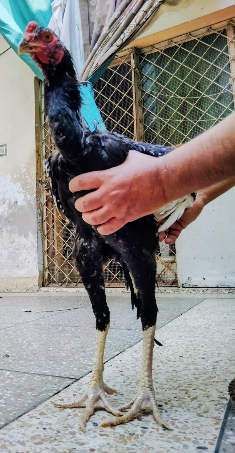 black Samo phata adalt h — photo 3