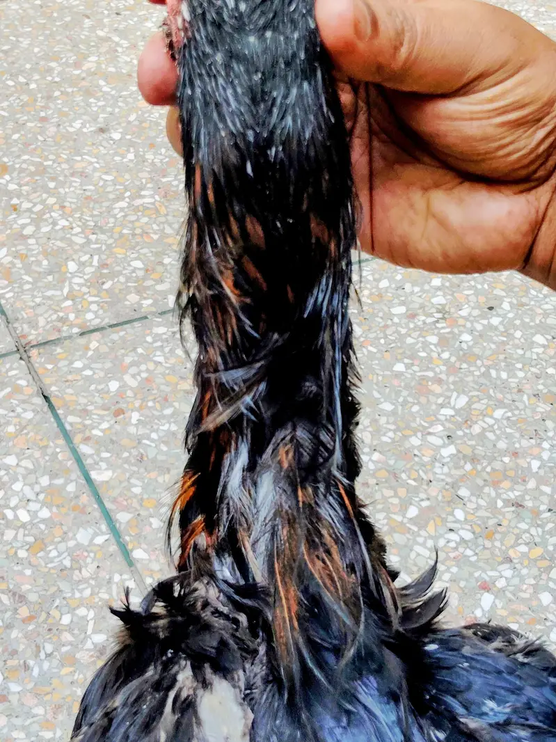 black Samo phata adalt h — photo 6