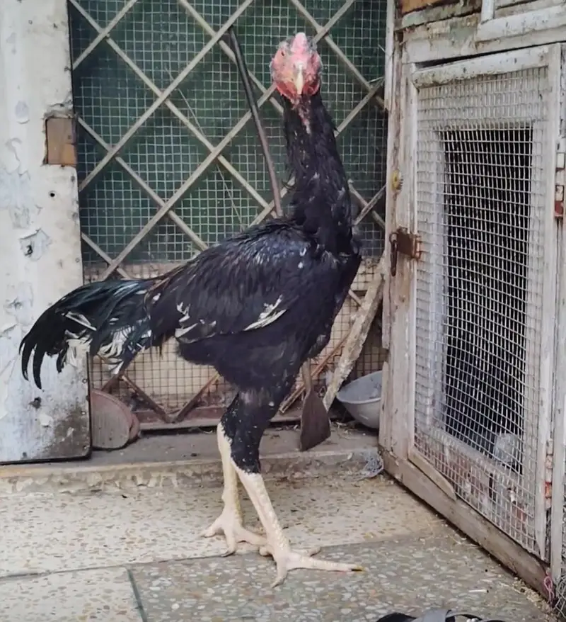 black Samo phata adalt h — photo 11