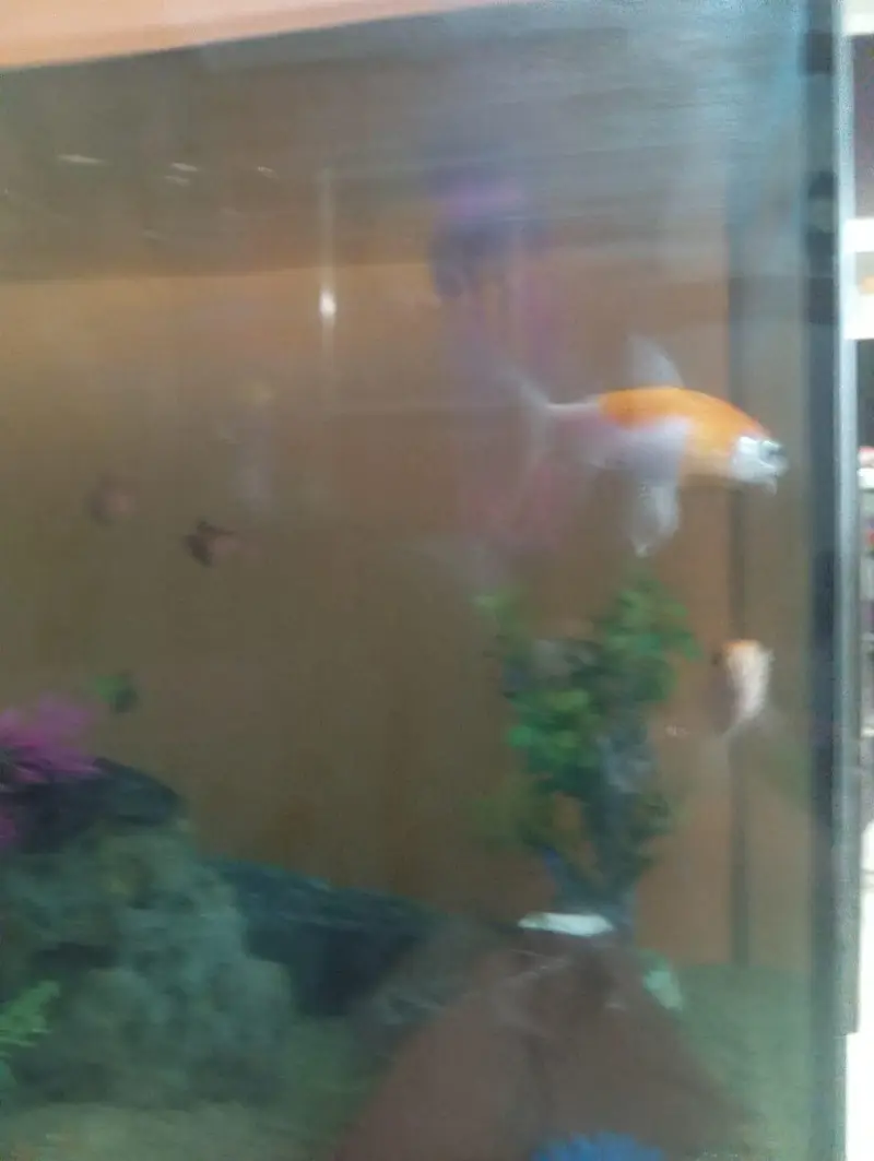 aquarium — photo 3