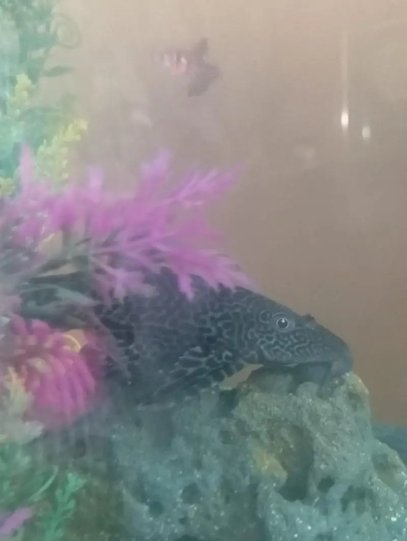 aquarium — photo 5