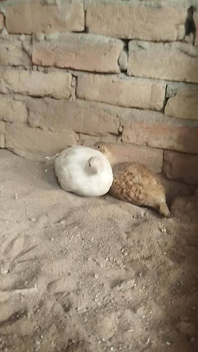 White Teetar Male Breeder And Female brown confirm pair