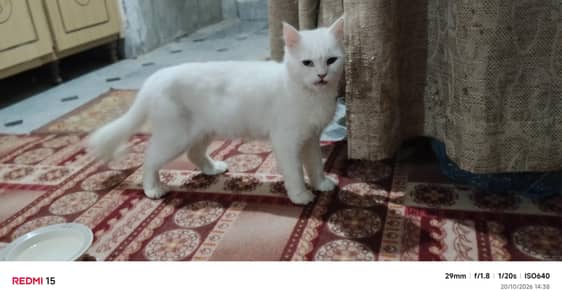 white cat  crossbreed persian