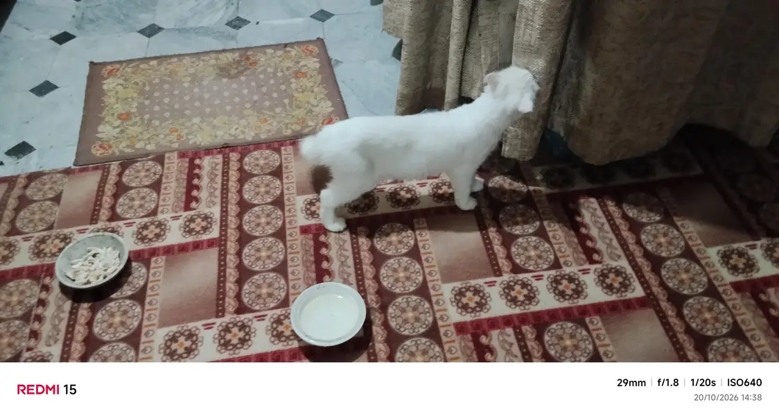 white cat  crossbreed persian — photo 2