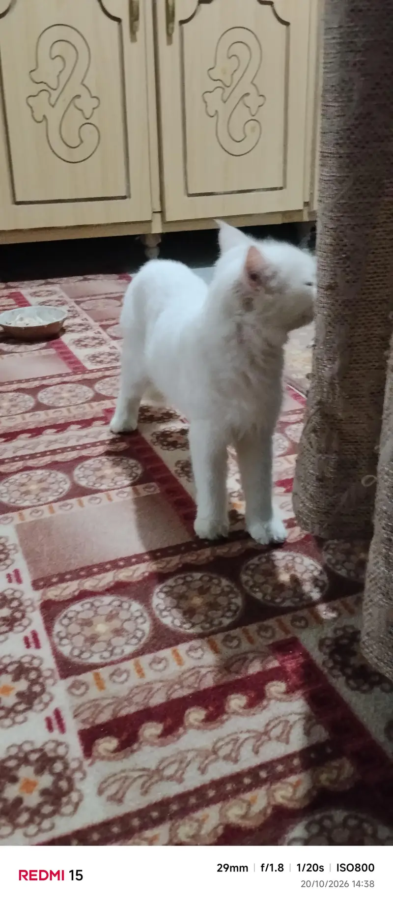 white cat  crossbreed persian — photo 3