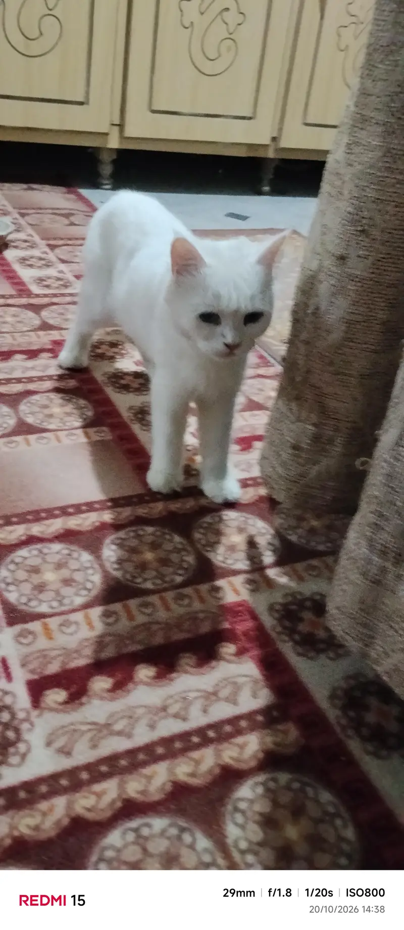 white cat  crossbreed persian — photo 4