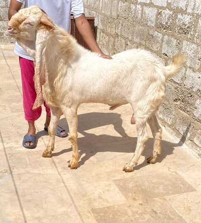 breeder  pure gulabi 03339272292