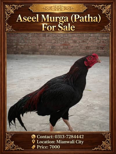 Aseel Murga (Patha) For Sale
