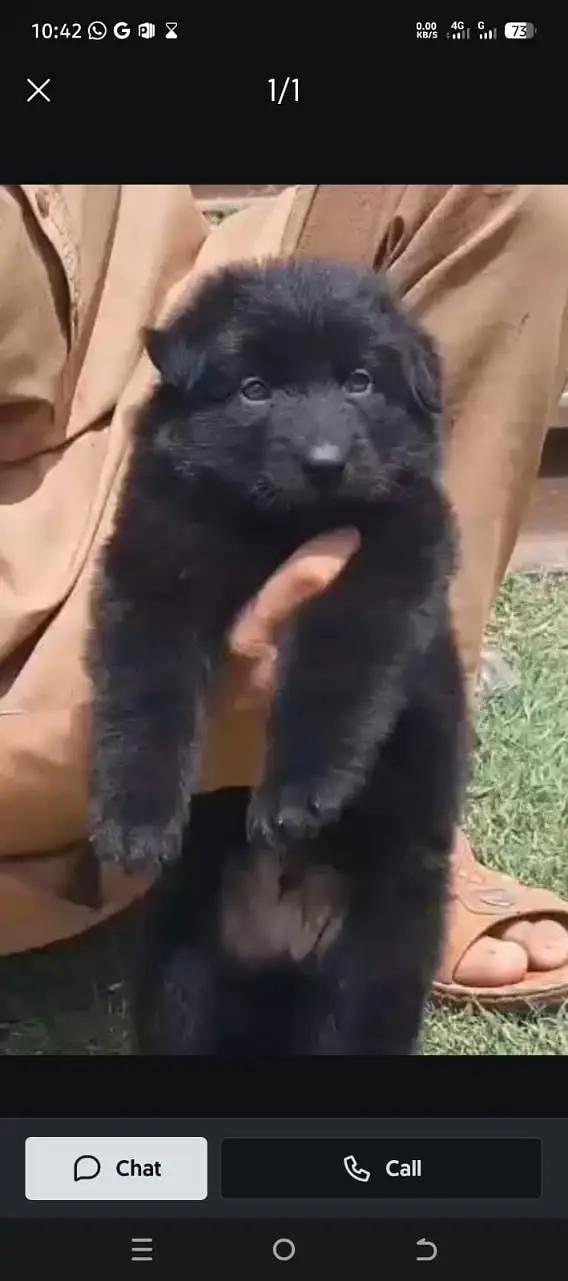 Black German Shepherd female dog for sale — photo 3