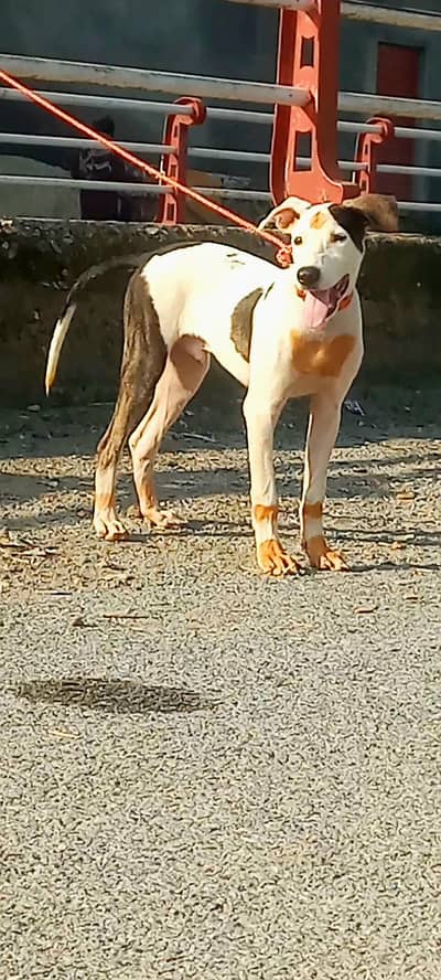 bully gultair dog | gultair dog | bully dog  | security dog