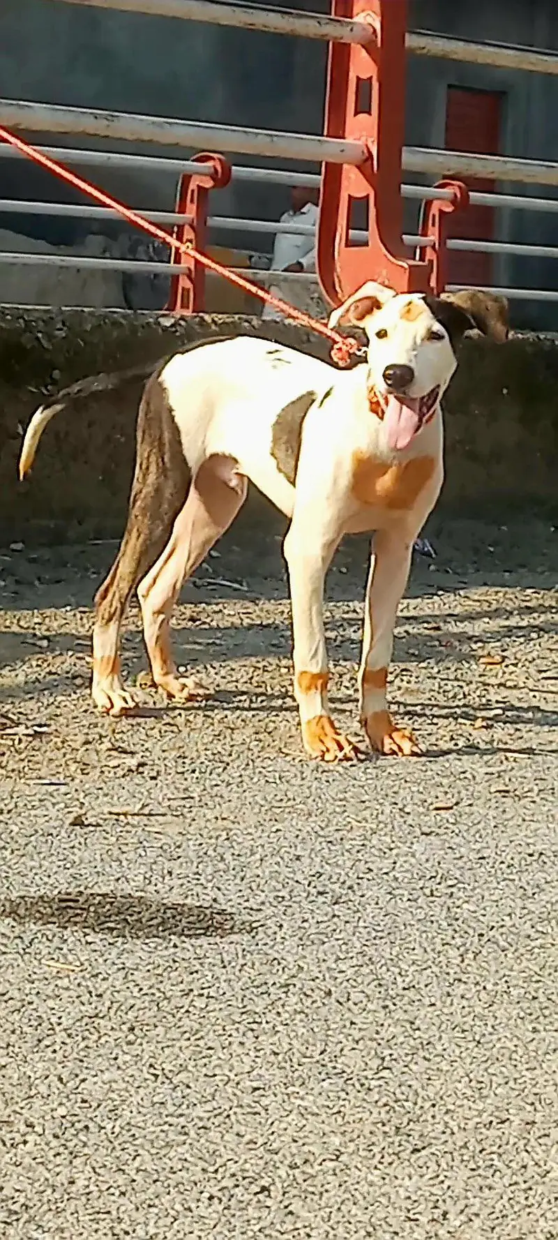 bully gultair dog | gultair dog | bully dog  | security dog — photo 2