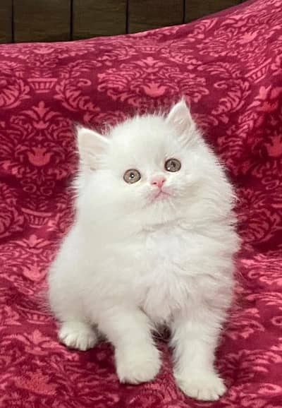 Fluffy Kittens/White Persian Kitten/Cats/Male/Female