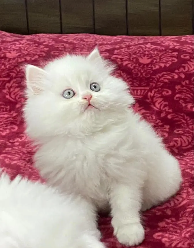Fluffy Kittens/White Persian Kitten/Cats/Male/Female — photo 2