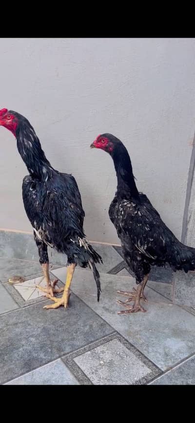 Shamo pair