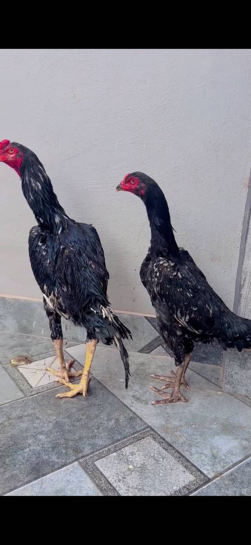 Shamo pair 0