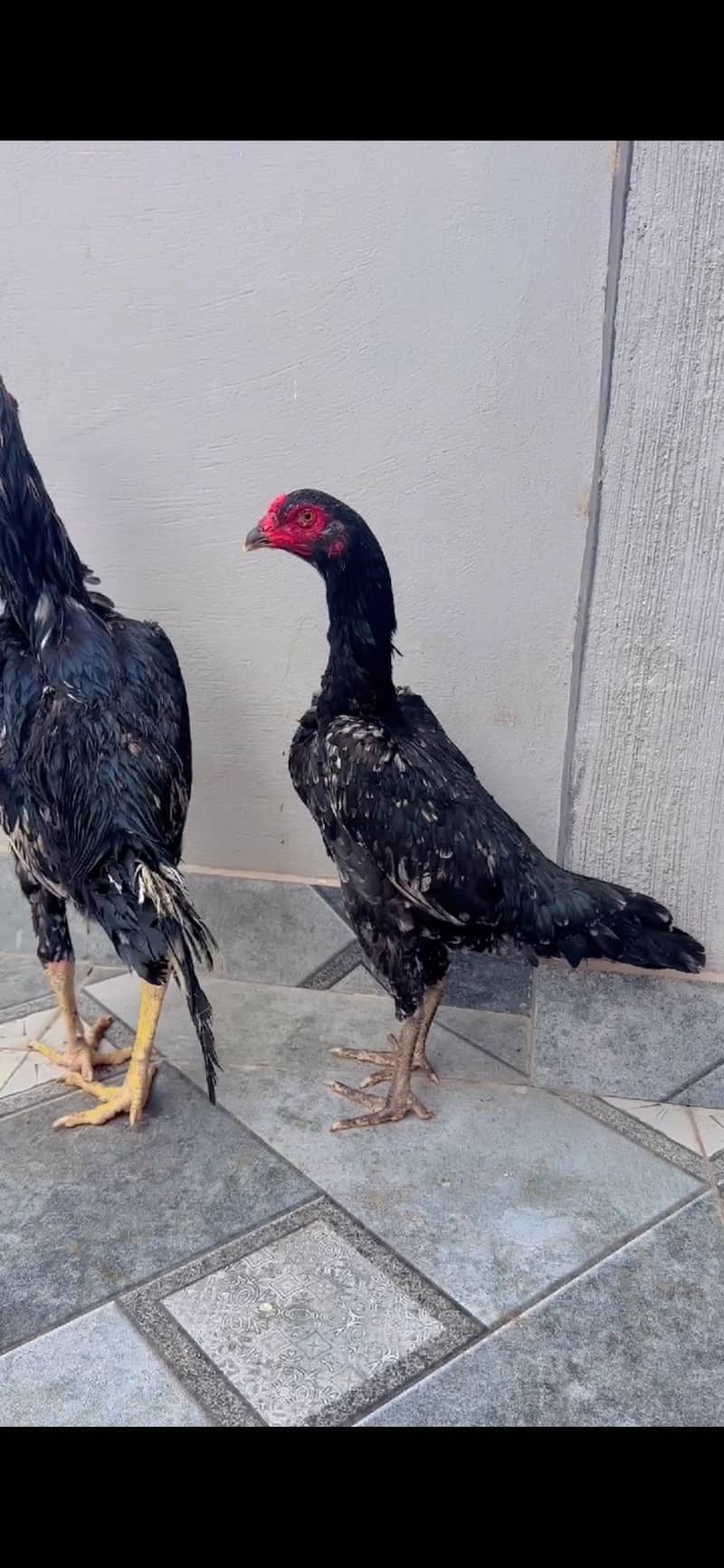 Shamo pair 1