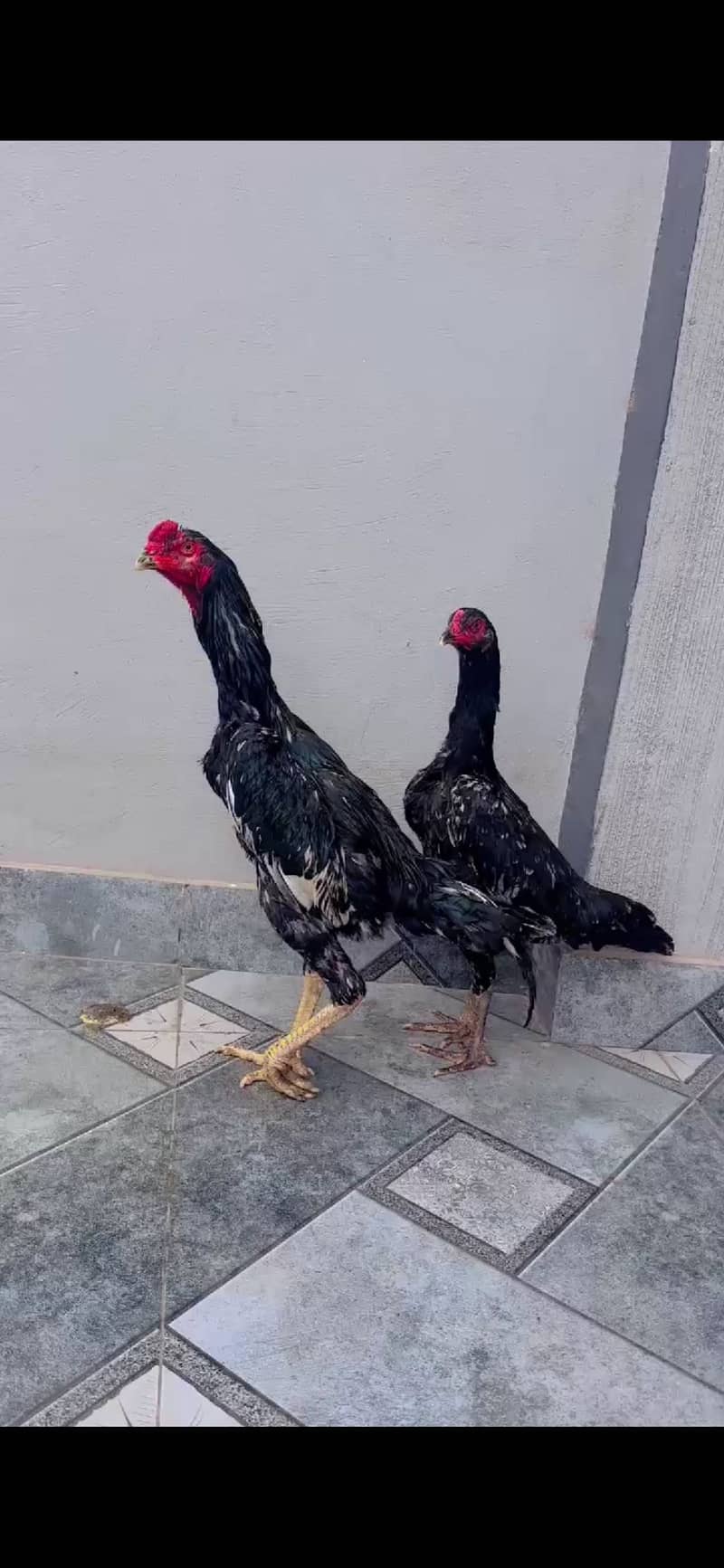 Shamo pair 2