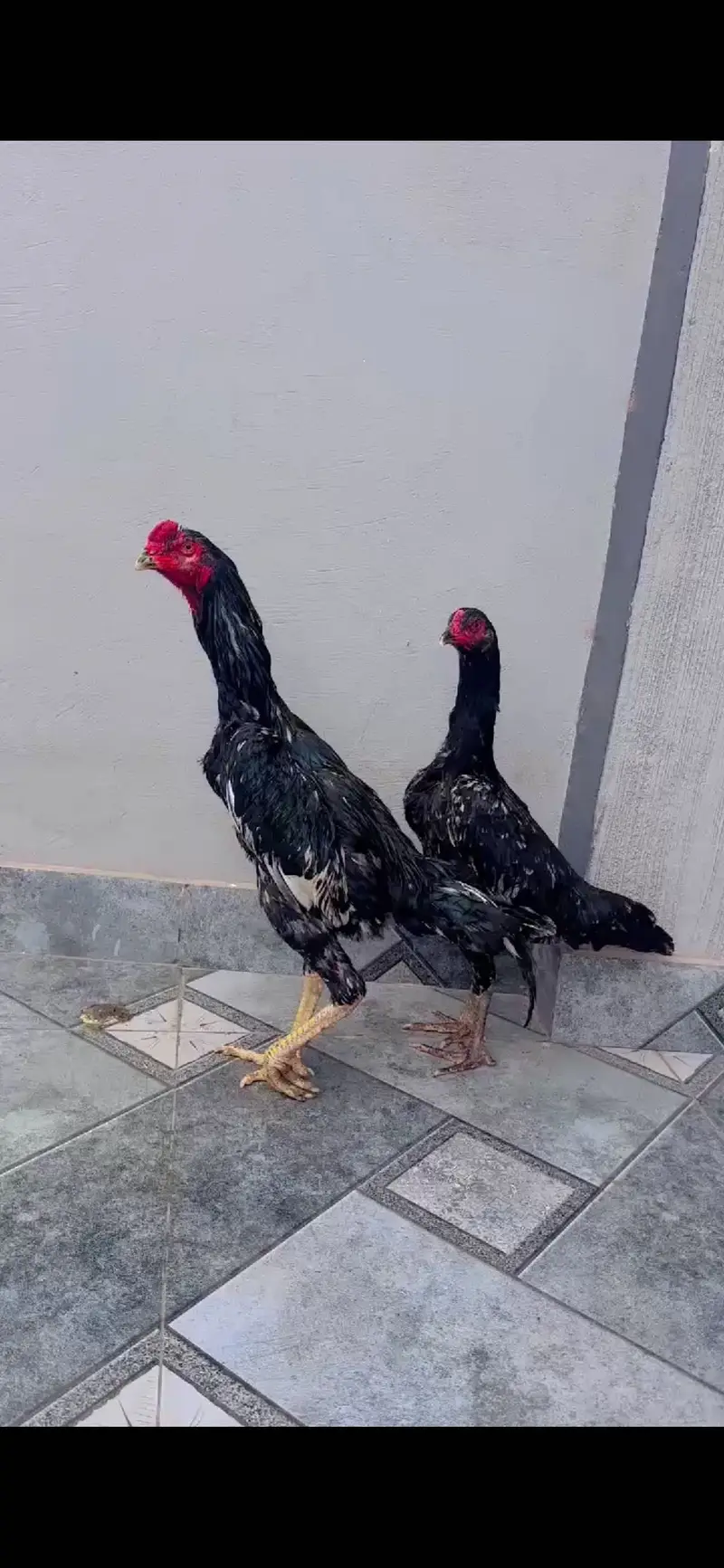Shamo pair — photo 3