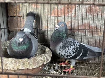 Qasid Kabootar Breeder Pair For Sale 0320-4592532