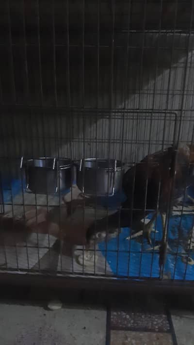 seel murag Thailand