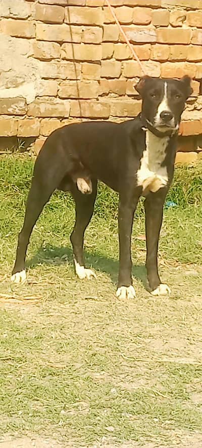 Afghan Kuchi / Afghani Kuchi  dog / security dog / guard dog